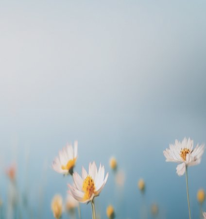 Wellness Image